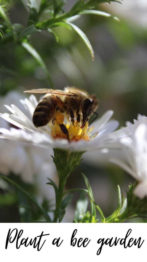 plant a bee garden